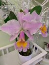Cattleya Zephyr(schroederae x dowiana)